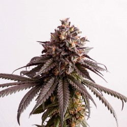 Semillas Gelato Feminizada